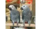 frican Grey Parrots for Adoption