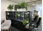 Elegant Office Plants for Modern Workspaces
