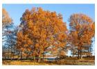 Tree Planting | Trees for Sale | Buy Direct from Farm with Delivery