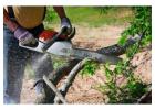 Tree Services Ryde