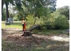Tree Felling Northern Beaches